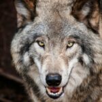 Photo by Steve: https://www.pexels.com/photo/brown-wolf-682375/