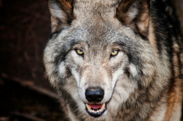 Photo by Steve: https://www.pexels.com/photo/brown-wolf-682375/
