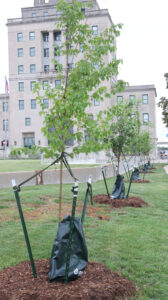 New Mays Island trees