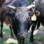 A full-blood Wagyu is shown at one of Jiyu American Wagyu’s farms. CREDIT RICHARD PRATT