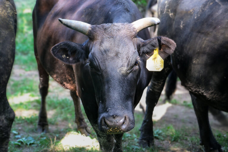 A full-blood Wagyu is shown at one of Jiyu American Wagyu’s farms. CREDIT RICHARD PRATT