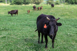 A full-blood Wagyu that was born in Mexico is shown at one of Jiyu American Wagyu’s farms. All cattle in the photo came from Arturo Matoas Bay and his ranch in Mexico, Rancho Las Luisas. CREDIT RICHARD PRATT