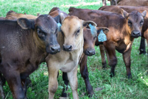 A herd of Jiyu bulls. All blue-tagged bulls are calves born to a full-blood bull named BobKIMITOFUKU, a sire of Takeda Farms, a premier Japanese breeder. Most, of if not all, of the bulls will be turned into steers and fattened. PHOTOS BY RICHARD PRATT