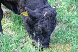 A close-up look at Oh No, the prized bull in Jiyu American Wagyu’s herd. CREDIT RICHARD PRATT