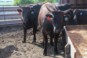 A pen of full-blood Wagyu, about two years old. The cows will be harvested in about a year and a half. The larger cows in the foreground are from Eejanaika, a bull from Wagyu World. The smaller bull at right is likely one of Oh No’s sons. 