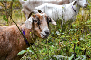 A Go-At It goat munches on brush as it clears a wooded hillside at a jobsite in Bertram. CREDIT ANNIE SMITH BARKALOW