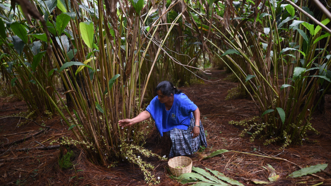 Frontier Coop Sourcing Guatemala 2022 Cardamom