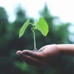 An outstretched hand palm-up holds a green sprout with two leaves.