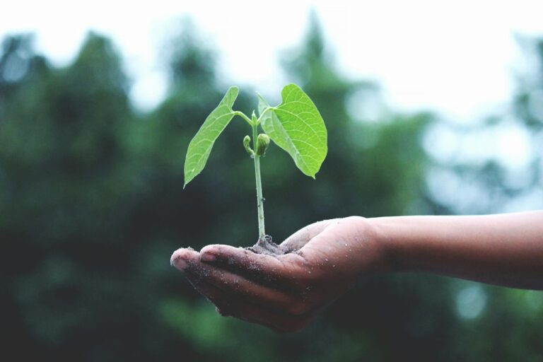 An outstretched hand palm-up holds a green sprout with two leaves.