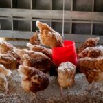 chickens